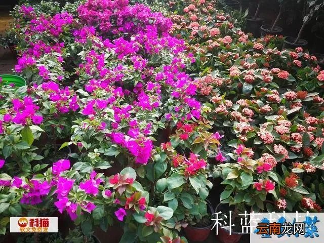 何猷佳真的存在不 到底存在不存在性格不合适这回事儿