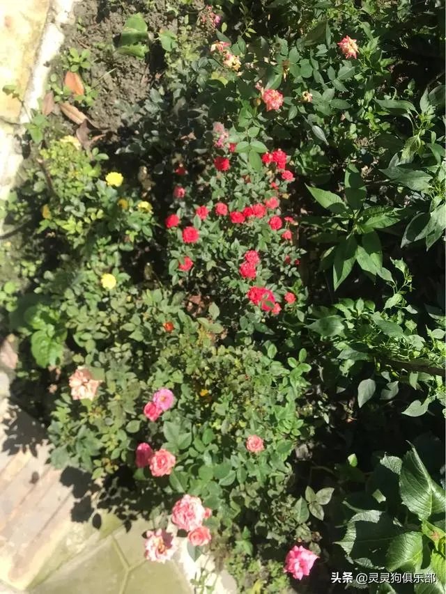 三道堰小产权房