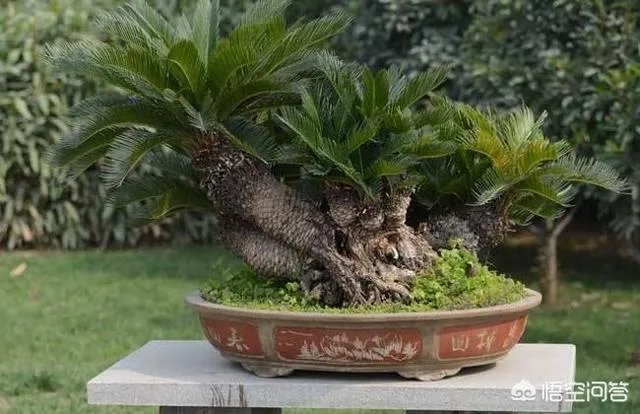 中国花卉盆景铁树到底该如何养？