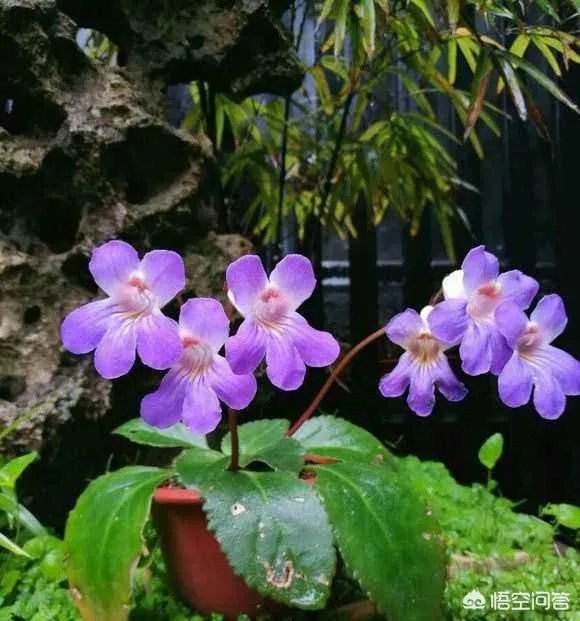 植物熊猫之称的是什么?
