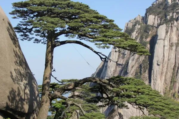 松树的外形特征是什么