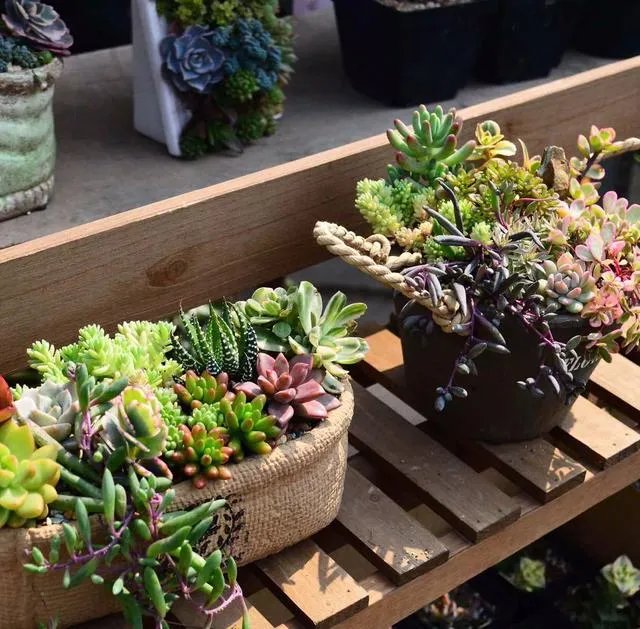 多肉新手，有哪些一定要知道的入门小知识？