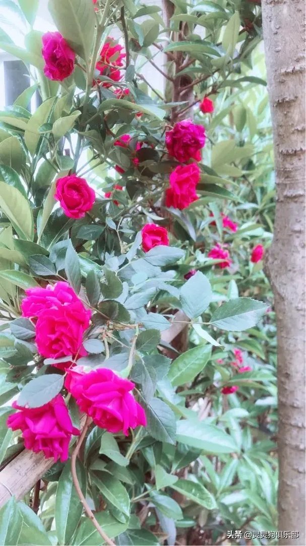 三道堰小产权房