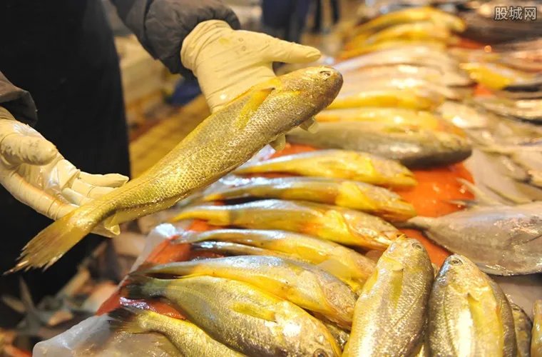 大黄鱼卖出轿车钱 市场上大黄鱼最新价格是多少
