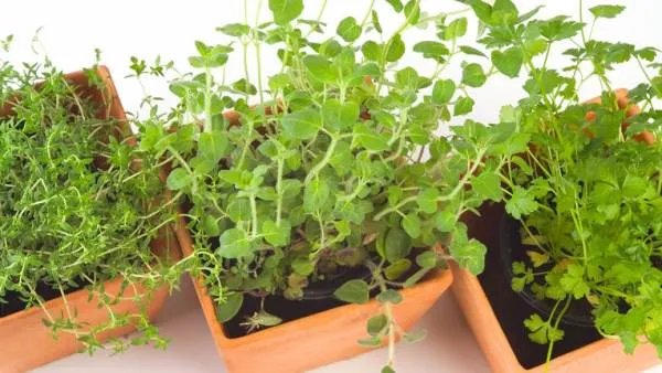 6月全国菜价上涨，这对人们的生活有什么影响？