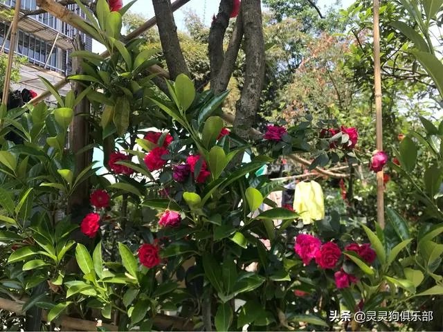 三道堰小产权房