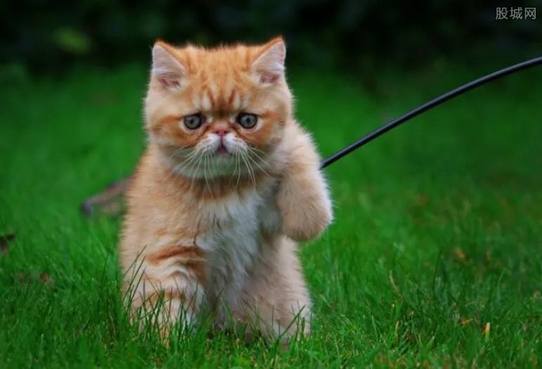 活剥小猫 整张皮被割下猫咪当场被折磨死