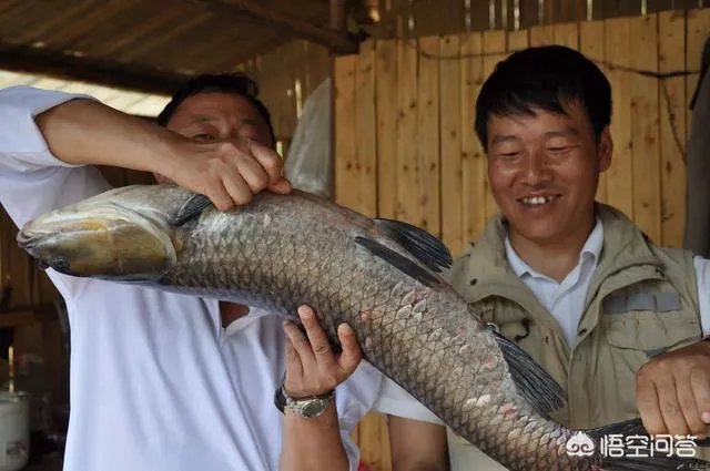 农村养殖的青鱼能够长到多大？有的青鱼长得很大是因为爱吃肉吗？