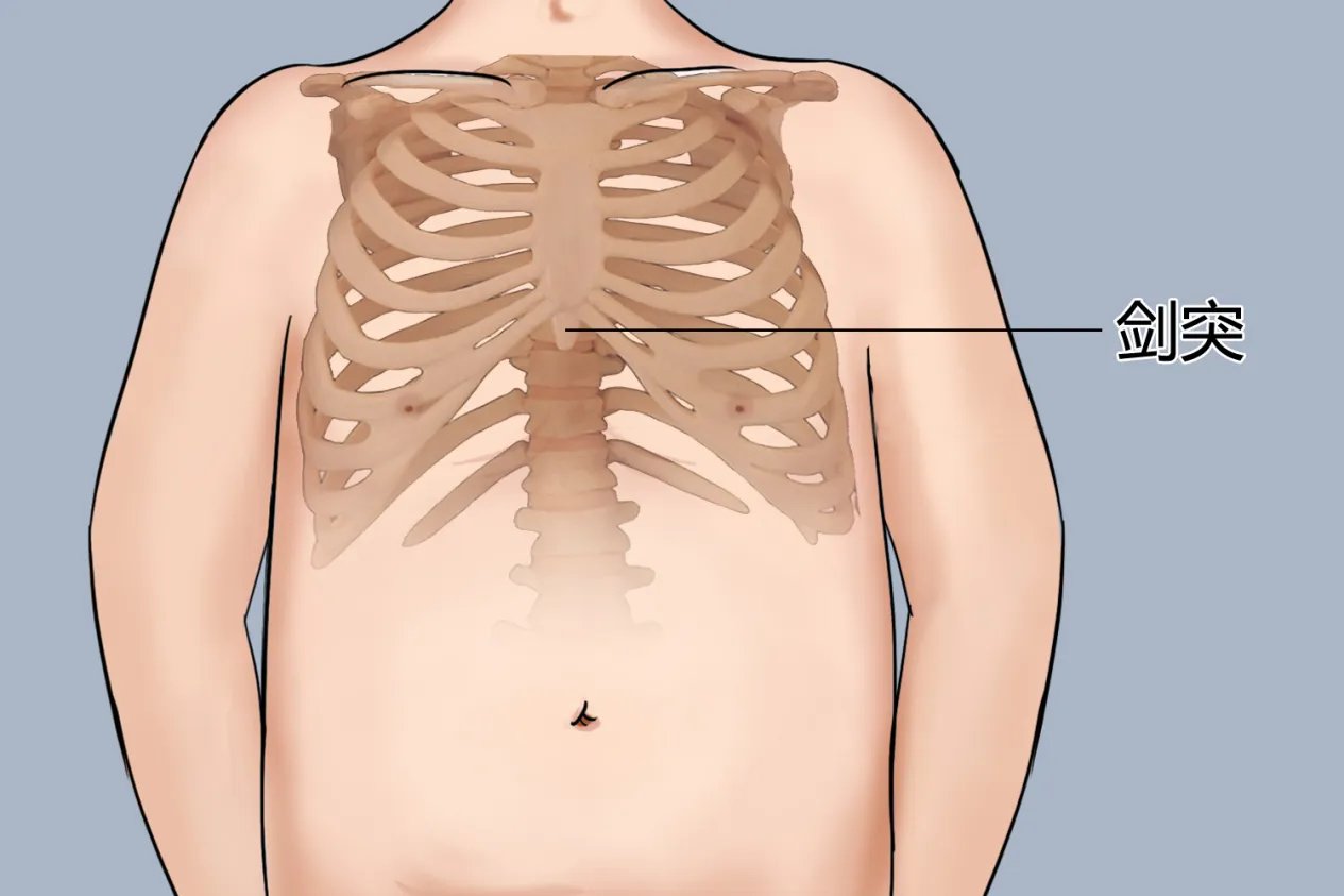 剑突的准确位置图和作用