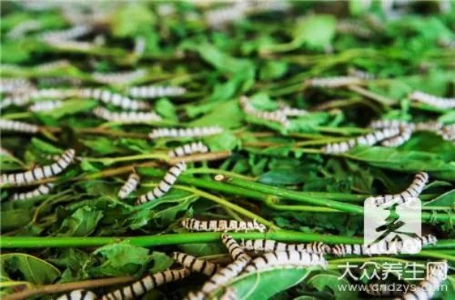 简单有效白蚁防治方法