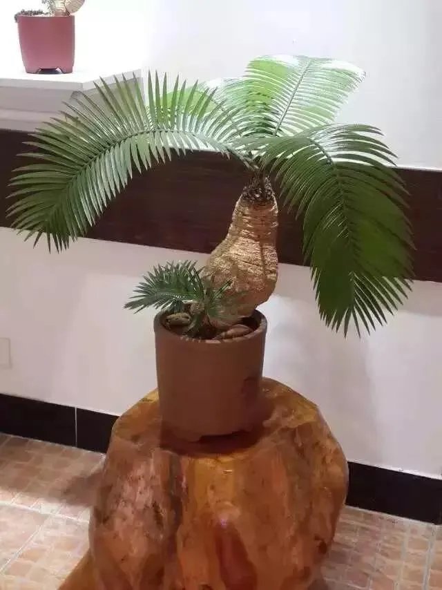 中国花卉盆景铁树到底该如何养？