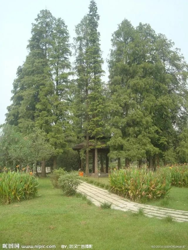 植物熊猫之称的是什么?