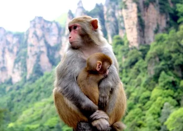 猕猴群休息时一般由谁站岗 猕猴群中的“哨兵”是谁担任