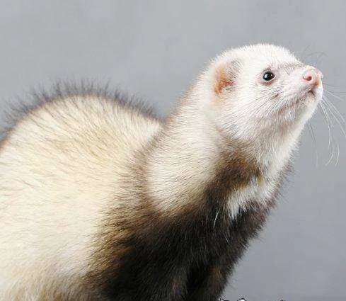 丹麦宣布捕杀1700万只水貂，这是为什么？