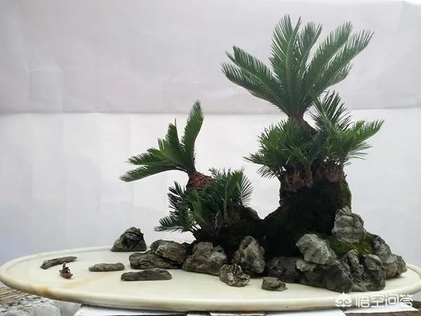 中国花卉盆景铁树到底该如何养？