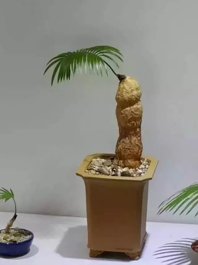 中国花卉盆景铁树到底该如何养？