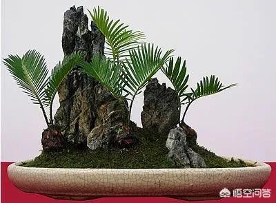中国花卉盆景铁树到底该如何养？