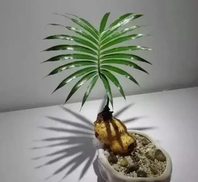 中国花卉盆景铁树到底该如何养？