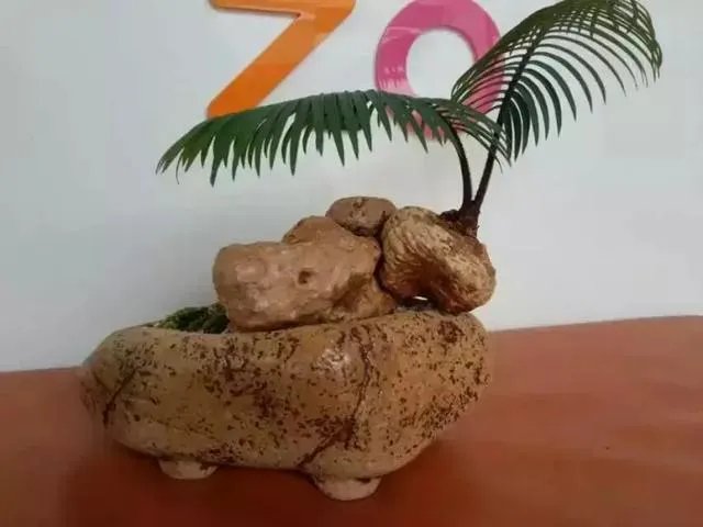 中国花卉盆景铁树到底该如何养？