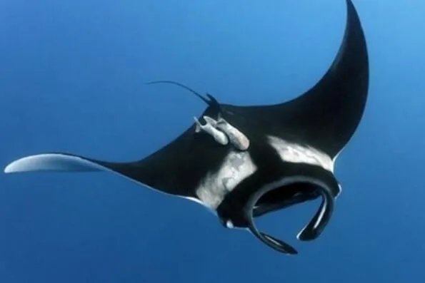 世界上最大的十种鱼类 鲸鲨第一，第七有“长江鱼王”之称