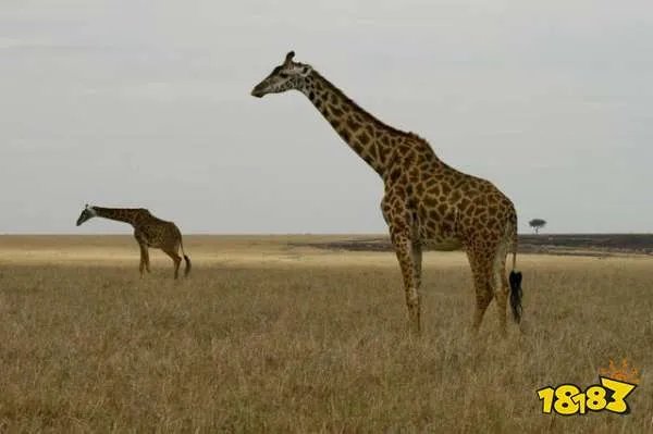 小鸡宝宝考考你以下哪种动物天生就是高血压 长颈鹿 小白鼠