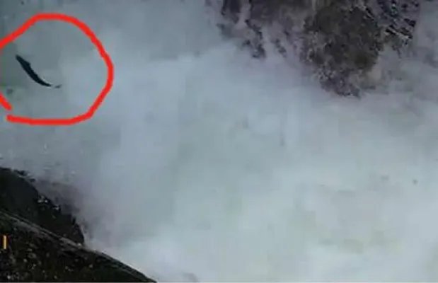 景区上演现实版鱼跃龙门 现场画面曝光什么原因造成的