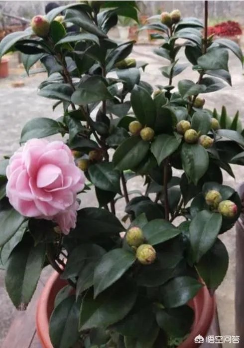 这是什么品种的山茶花？