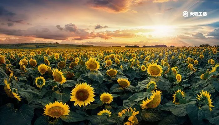 向日葵会随着太阳转动吗