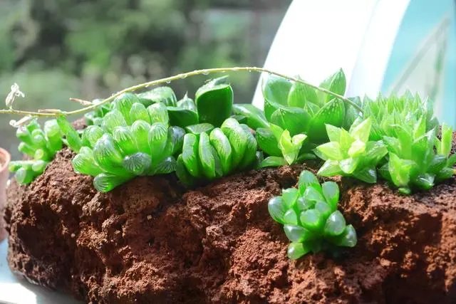 多肉新手，有哪些一定要知道的入门小知识？