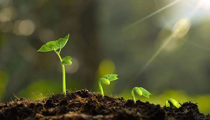 南方春分吃什么传统食物 南方春分吃哪些传统食物