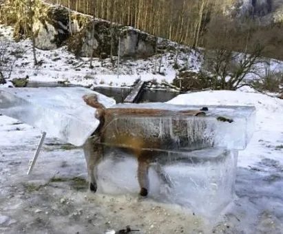 狐狸掉河冻成冰雕是怎么回事？