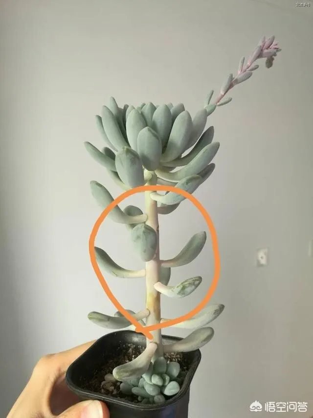 多肉新手，有哪些一定要知道的入门小知识？