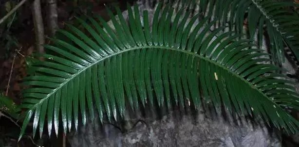 中国花卉盆景铁树到底该如何养？