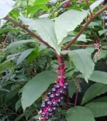 摘野菜吃一家住进ICU为什么会这样严重？