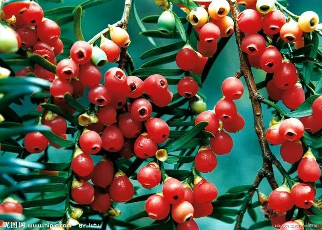 植物熊猫之称的是什么?