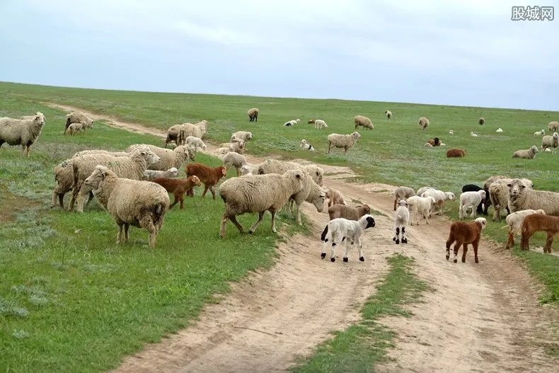 世界上最贵的羊332万元成交 网友：羊中“爱马仕”