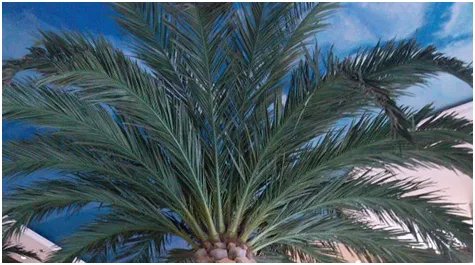 仿真海藻树是什么材料做的？海藻树有什么特点？