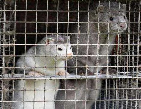 丹麦宣布捕杀1700万只水貂，这是为什么？