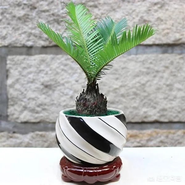 中国花卉盆景铁树到底该如何养？