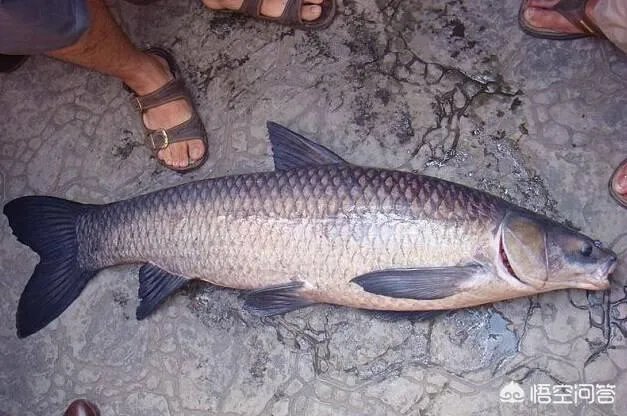 农村养殖的青鱼能够长到多大？有的青鱼长得很大是因为爱吃肉吗？