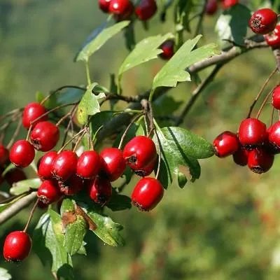 肺癌放疗吃什么好