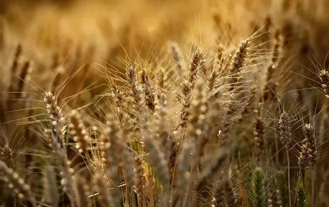 刘亦菲逆光玩街拍合理嘛?