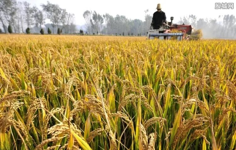 袁隆平团队沙漠海水稻亩产超千斤 产量大得让人振奋