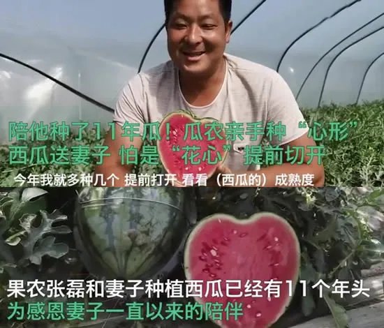 瓜农种心形西瓜520赠爱妻 夫妻2人同甘共苦种瓜11年