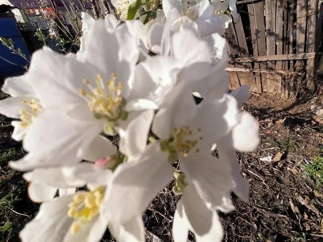 团中央三年内组织1000万人次青年志愿者下乡，你认为这将对农村有何深远影响？