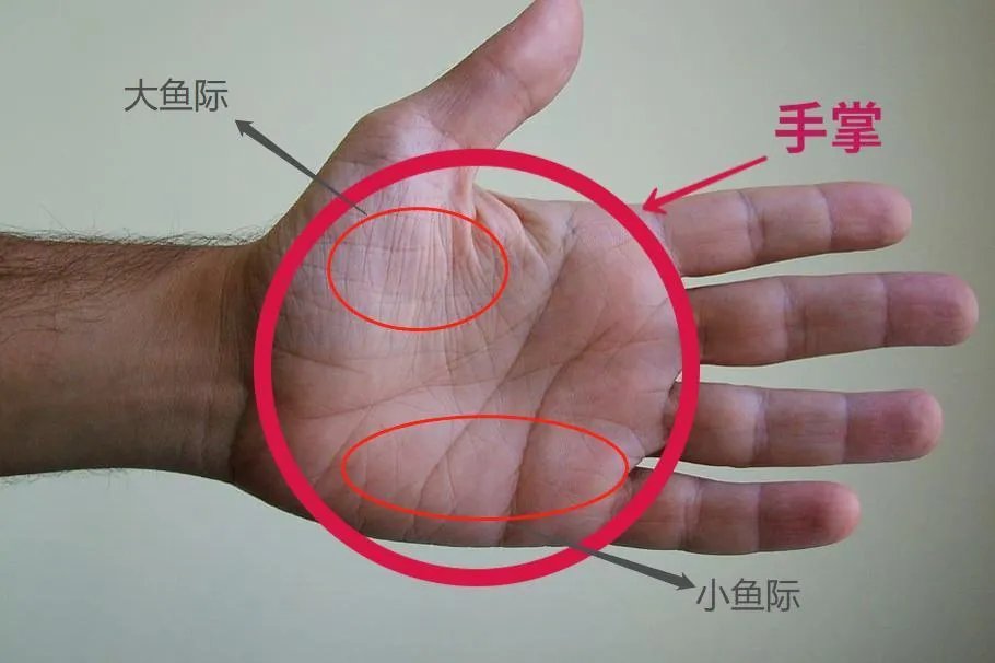 手掌是哪个部位