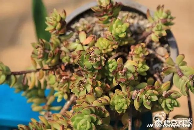 多肉新手，有哪些一定要知道的入门小知识？