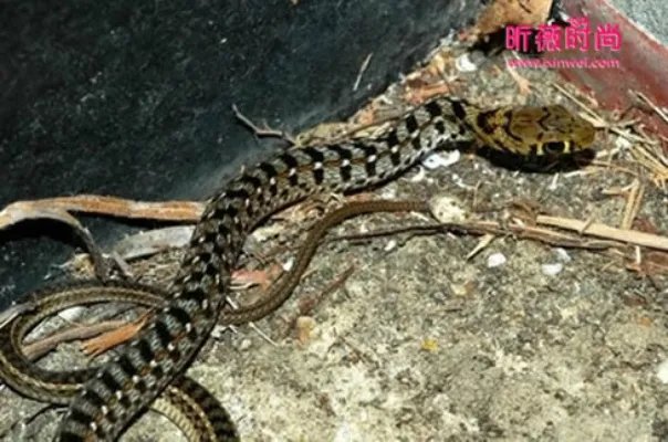 男子救蛇一命 蛇竟救活他全家：灵蛇报恩故事（全文）