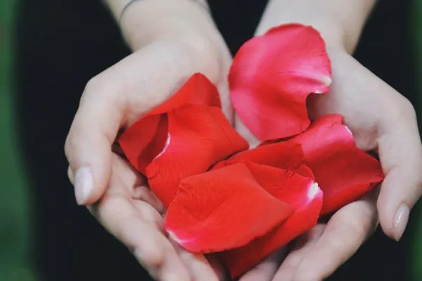 玫瑰精油的制作方法 如何自制玫瑰精油