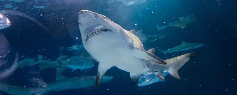 鲨鱼和鱿鱼哪个不属于鱼类